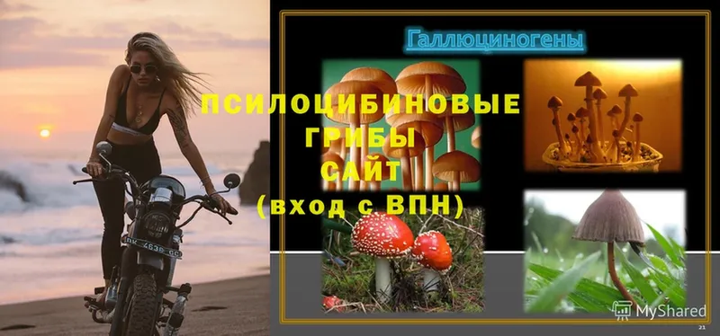 Псилоцибиновые грибы Psilocybe  Зуевка 